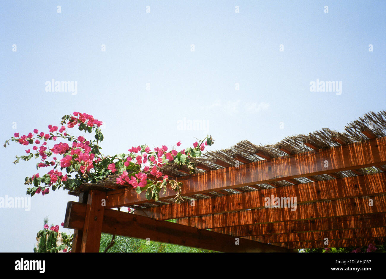 Fleurs de Bougainvilliers rose vif poussant sur un cadre en bois pour le pare-soleil de raphia. Le raphia projette de l'ombre sur un cadre en bois avec un ciel bleu clair au-dessus. Espagne. Banque D'Images