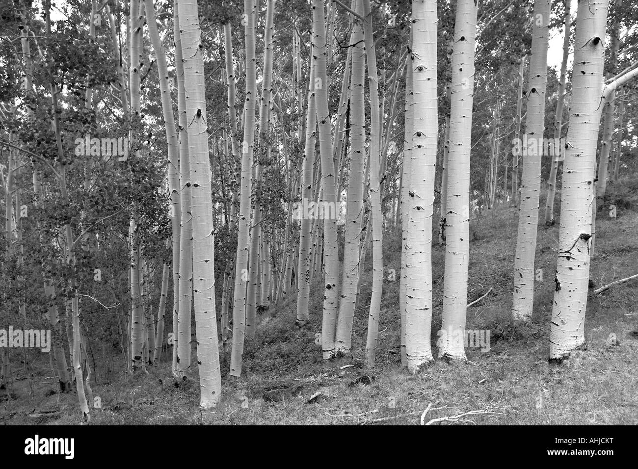 Aspen Grove Dixie National Forest dans l'Utah Banque D'Images