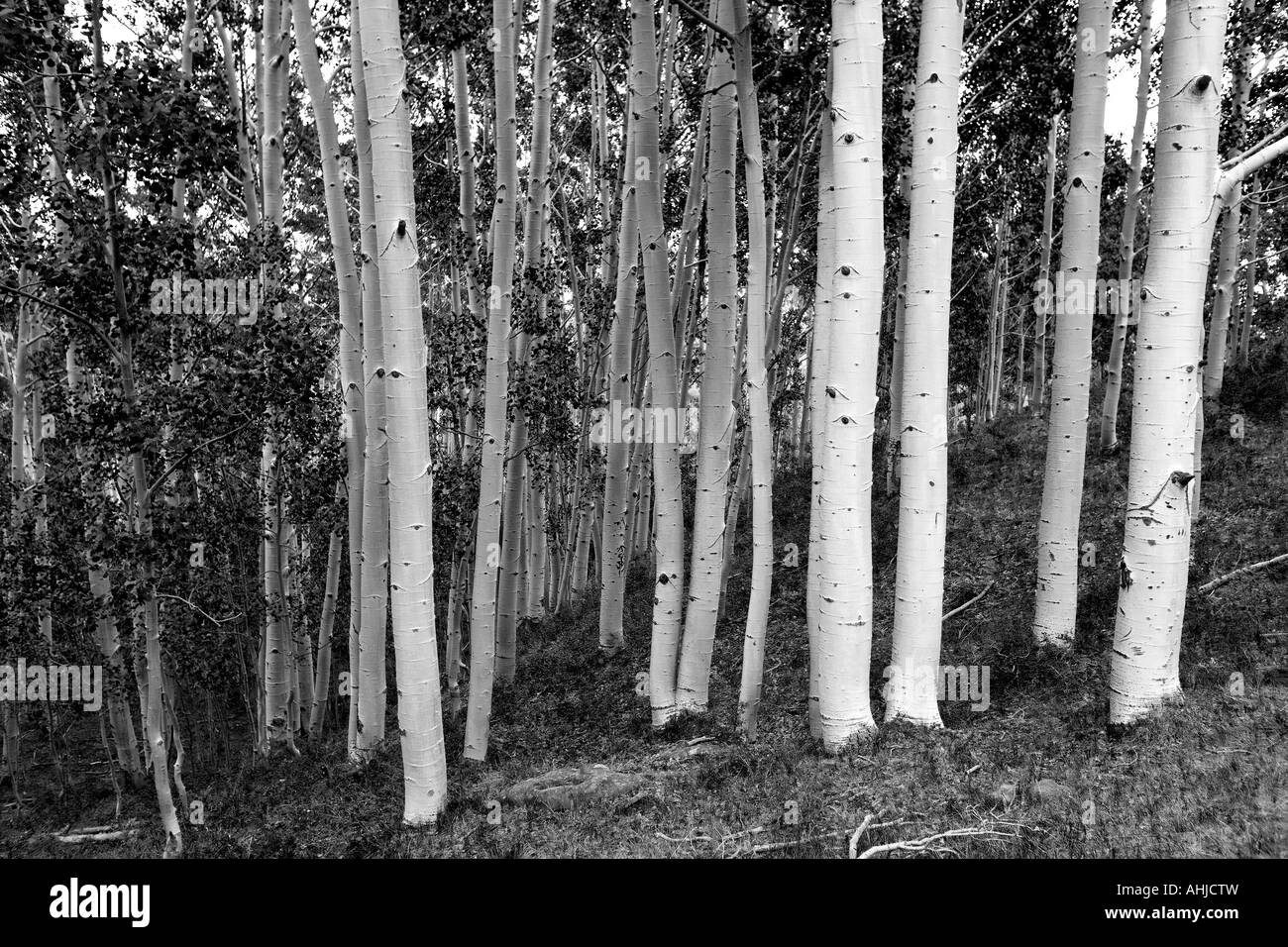 Aspen Grove Dixie National Forest dans l'Utah Banque D'Images