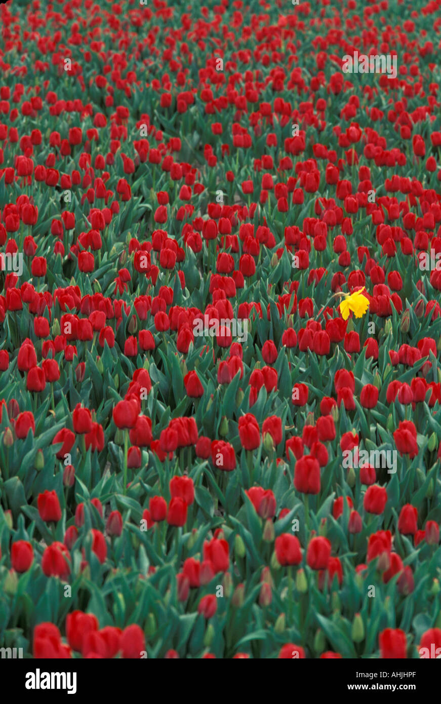 USA Washington Mount Vernon remplir les champs de tulipes aux producteurs au cours du Festival des tulipes Skagit à la mi-avril Banque D'Images