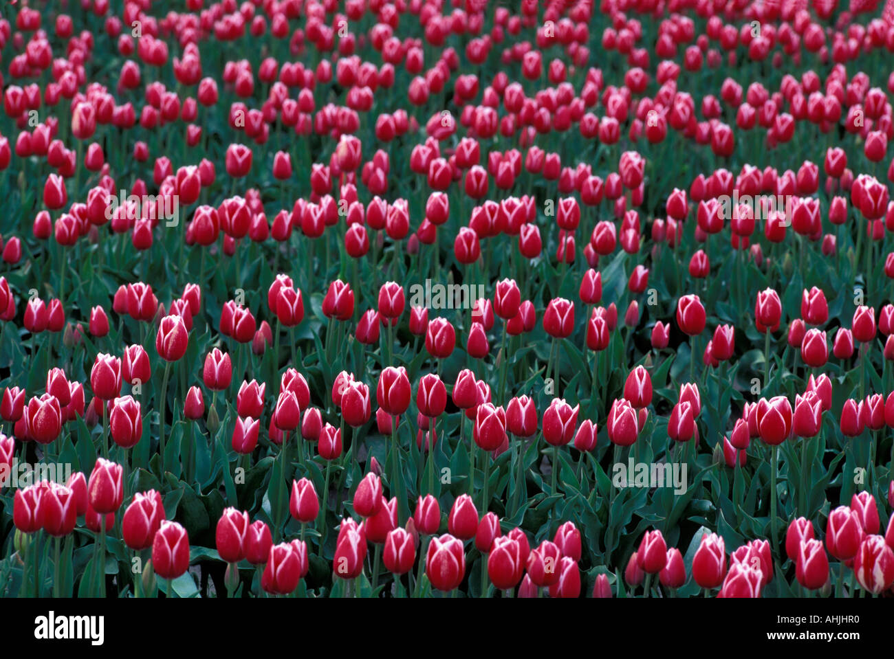 USA Washington Mount Vernon remplir les champs de tulipes aux producteurs au cours du Festival des tulipes Skagit à la mi-avril Banque D'Images