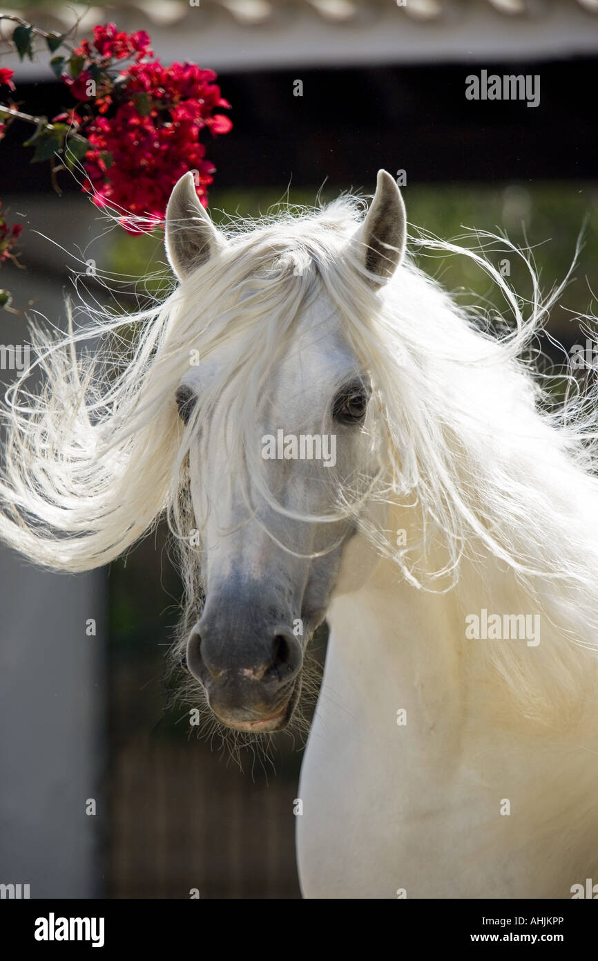 - Pure race espagnol portrait Banque D'Images