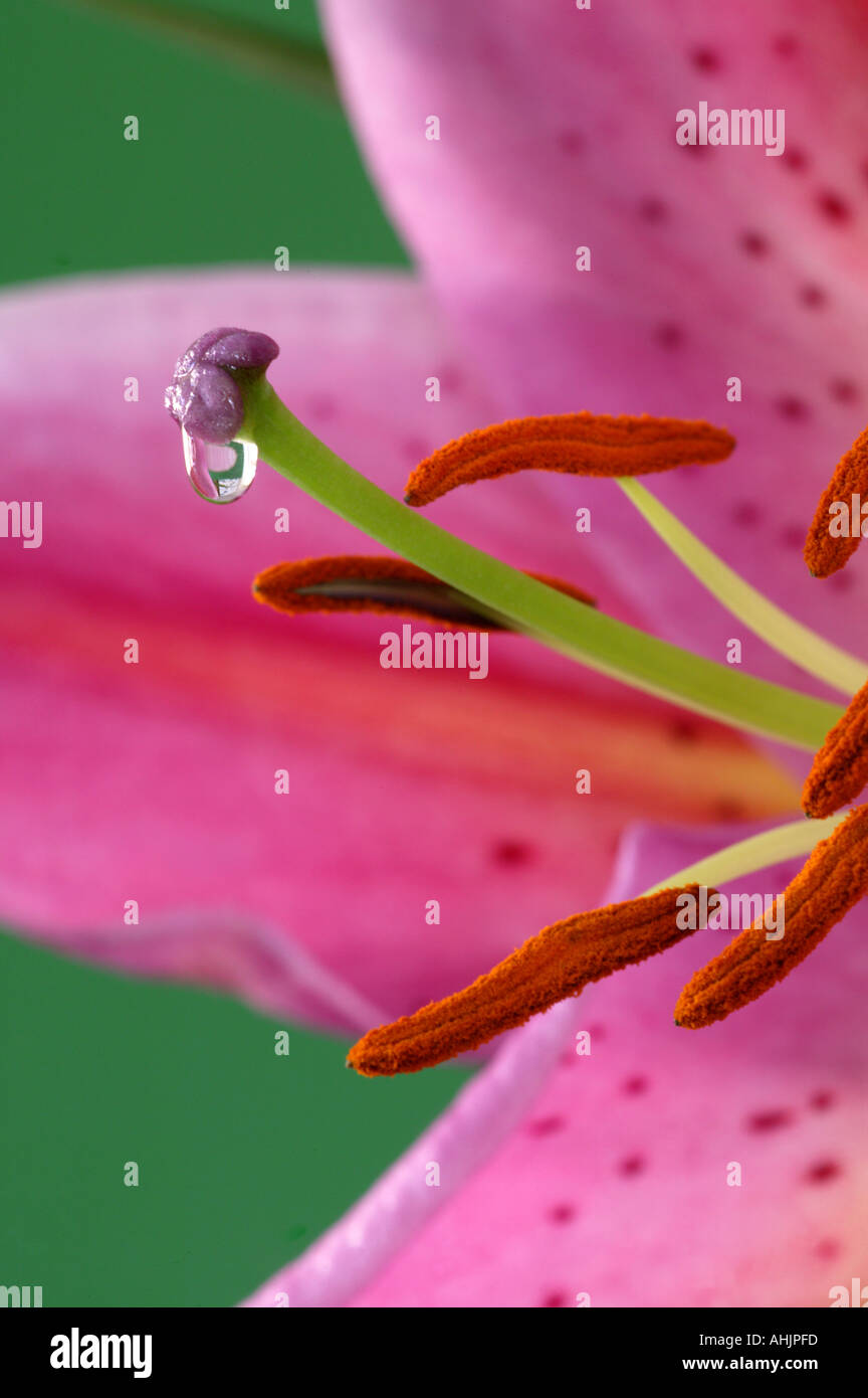 Close up of lily Lilium stargazer Gazer étoiles montrant la stigmatisation et étamines pétales avec goutte de rosée Banque D'Images