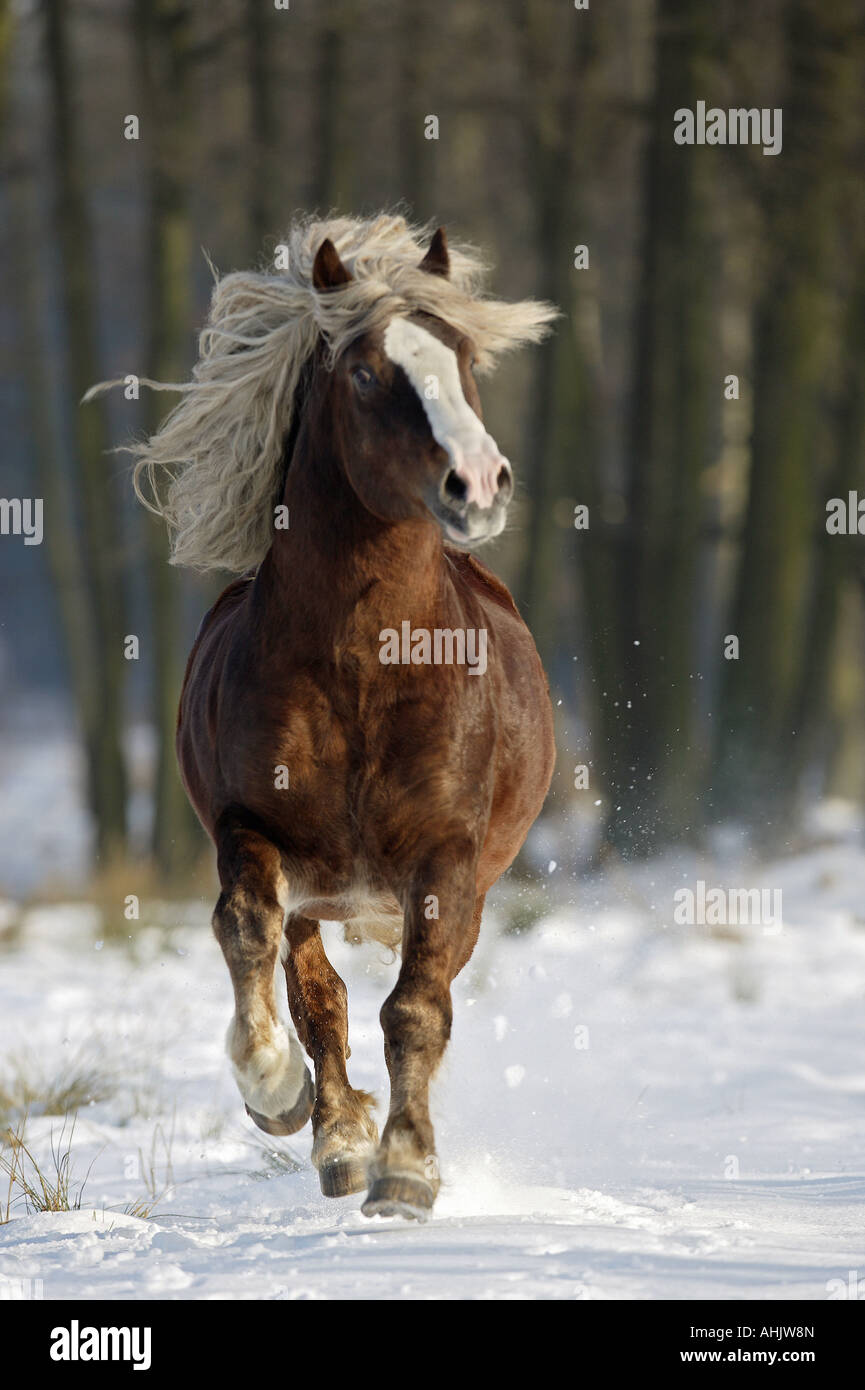 Forêt Noire - cheval au galop on meadow Banque D'Images