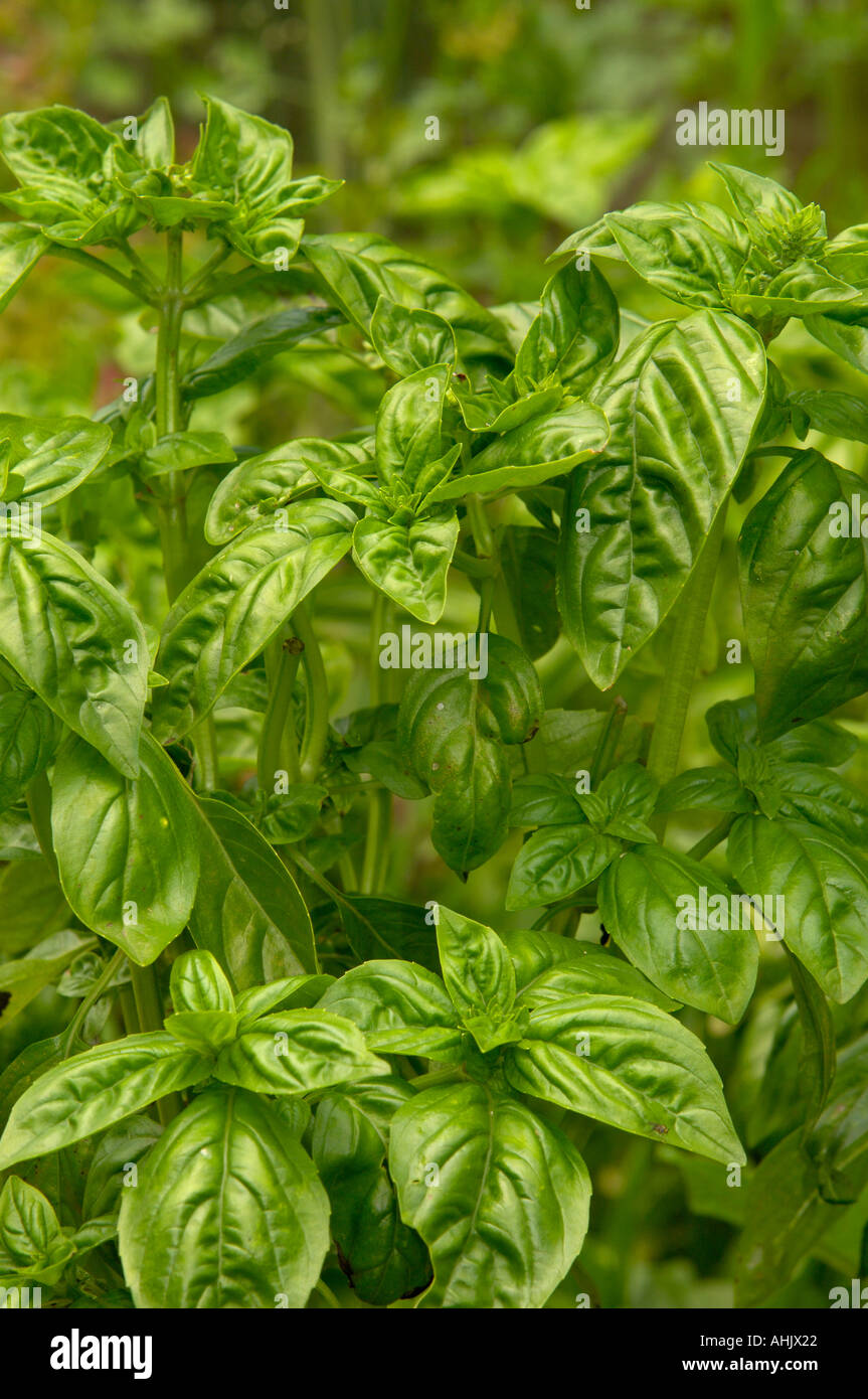 Le basilic Ocimum basilicum Photogrpahed en France Banque D'Images