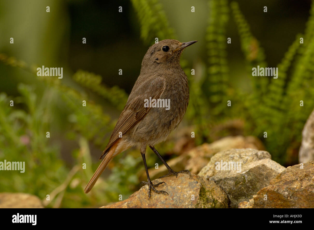 Rougequeue noir Phoenicurus ochruros femelles adultes Banque D'Images