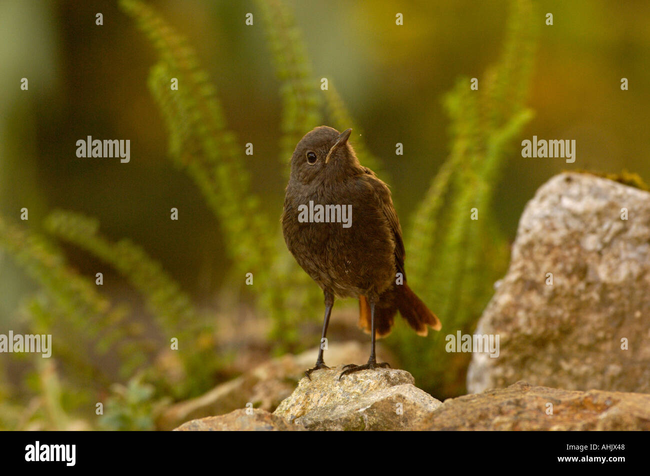 Rougequeue noir Phoenicurus ochruros Juvenile Banque D'Images