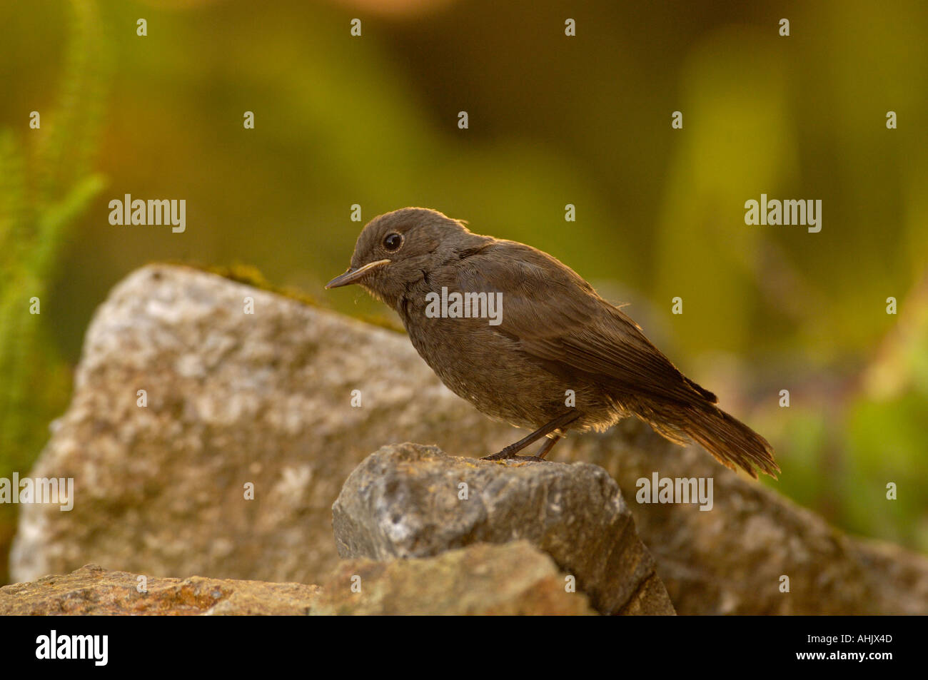 Rougequeue noir Phoenicurus ochruros Juvenile Banque D'Images