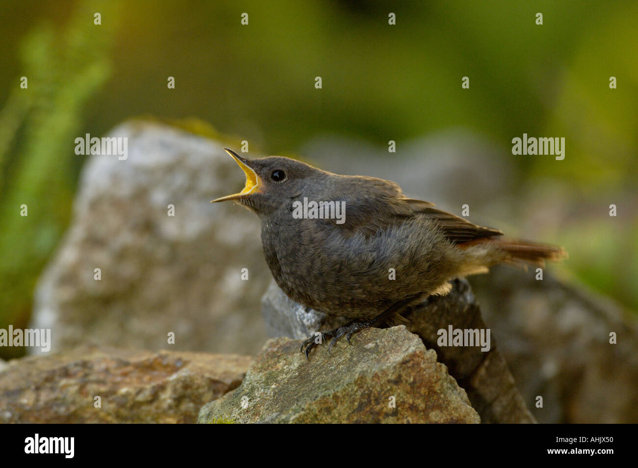 Rougequeue noir Phoenicurus ochruros mendicité juvénile Banque D'Images