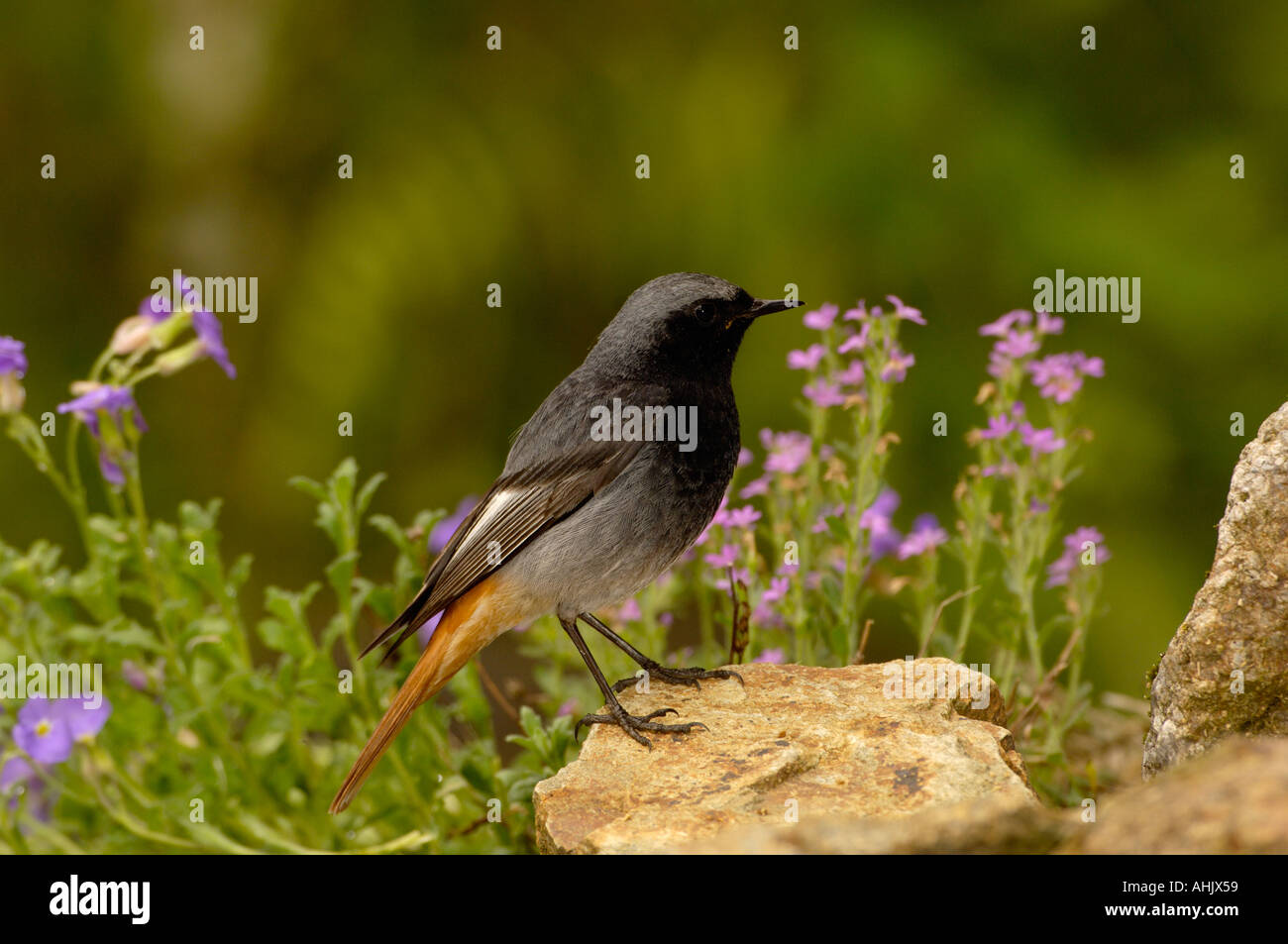 Rougequeue noir Phoenicurus ochruros mâles adultes Banque D'Images