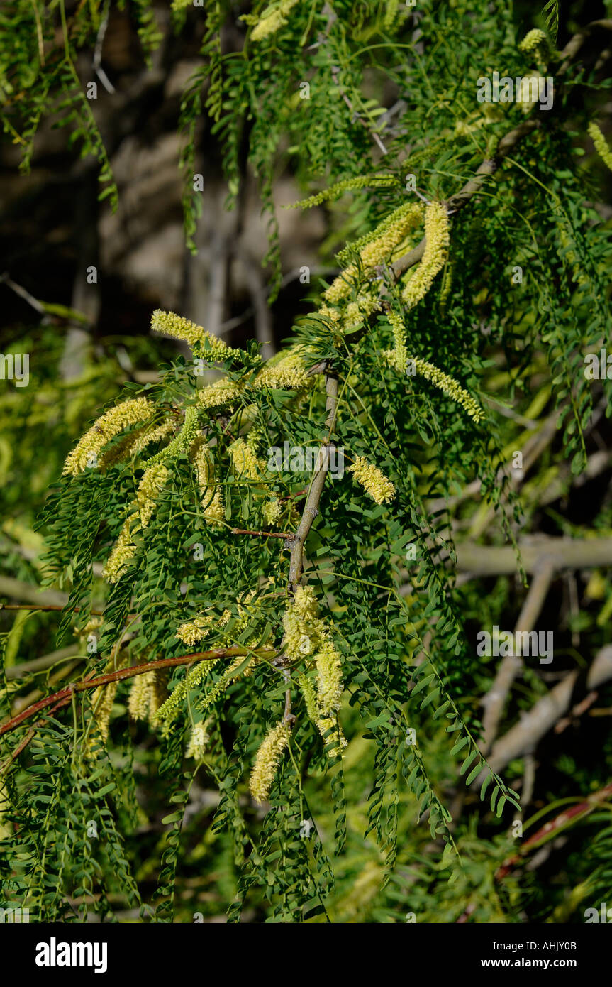 Le miel Mesquite Prosopis glandulosa photographié en Arizona USA Banque D'Images