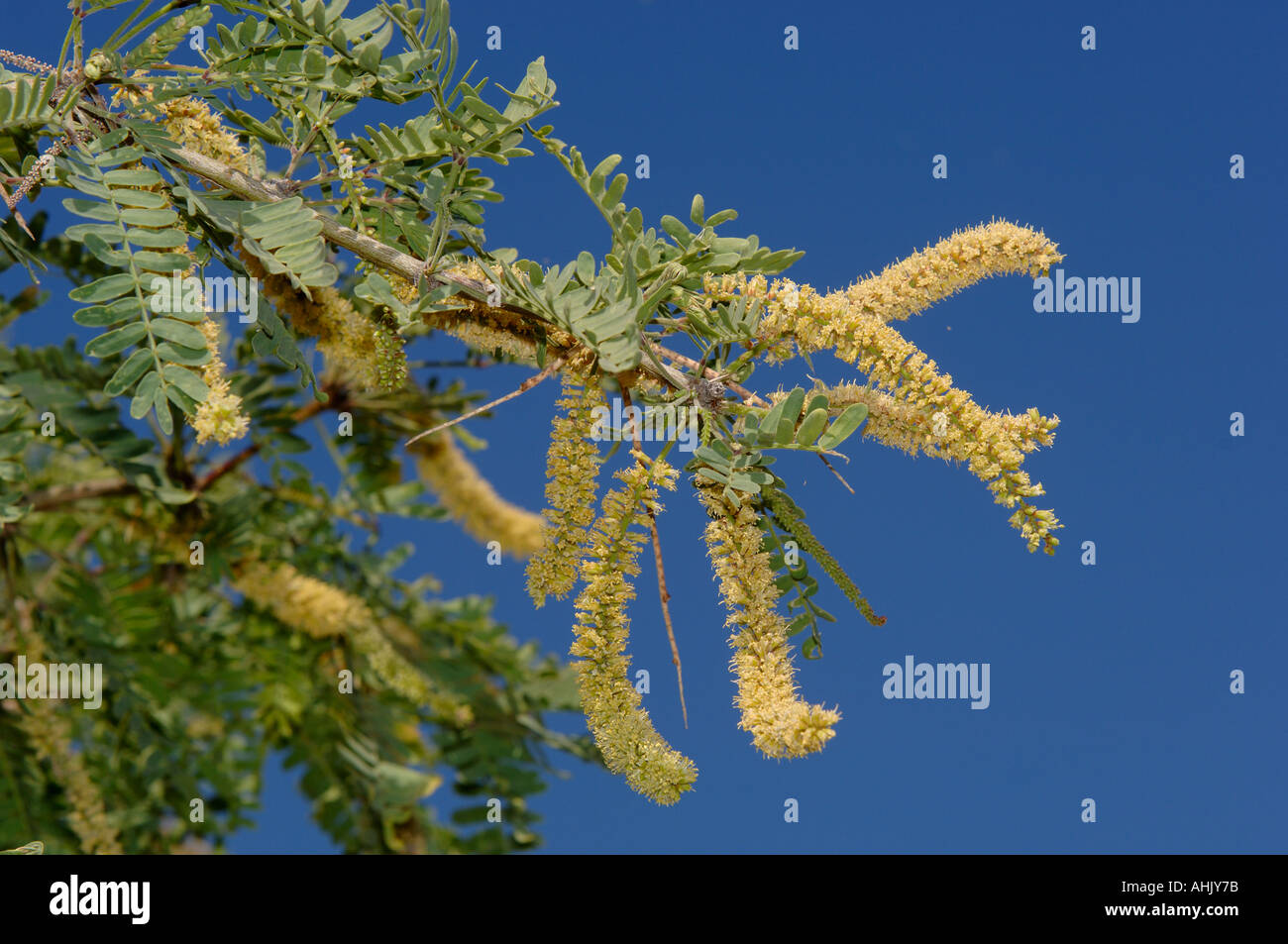 Velvet Mesquite Prosopis velutina photographié en Arizona USA Banque D'Images