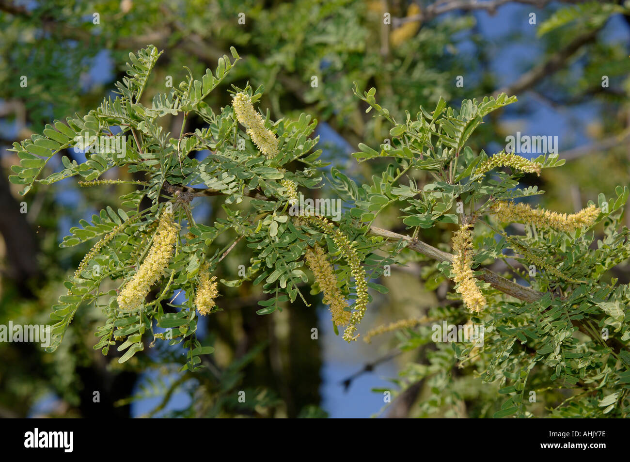 Velvet Mesquite Prosopis velutina photographié en Arizona USA Banque D'Images