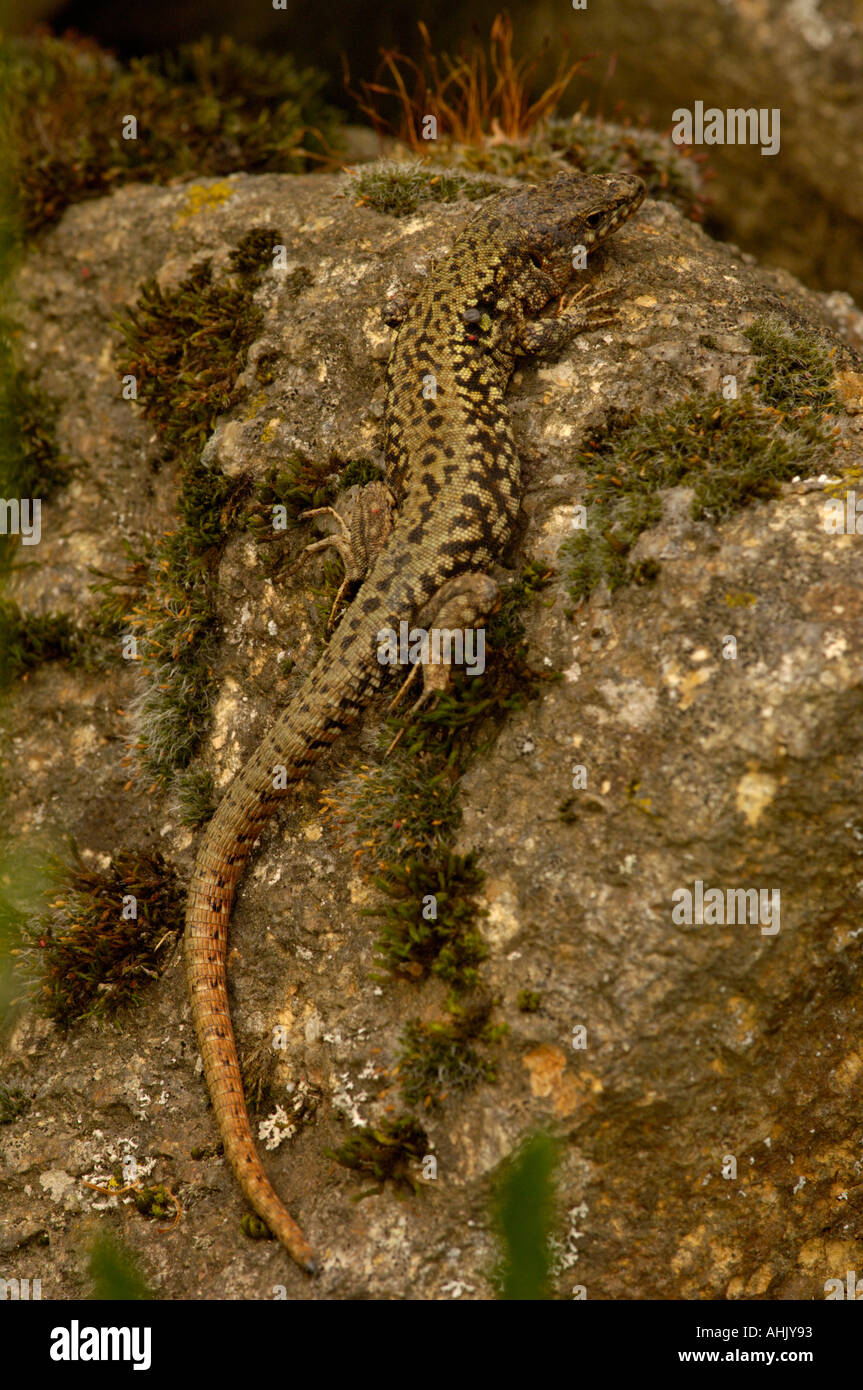 Lézard des murailles Podarcis muralis européenne Lacerta muralis photographié en France Banque D'Images