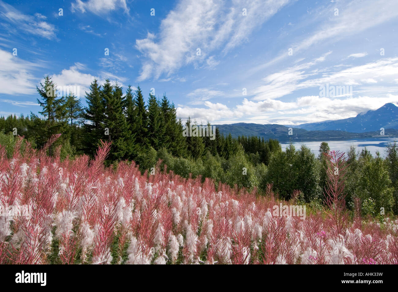 Les fleurs sauvages le long de la Norvège du Nord Ofotfjorden Banque D'Images