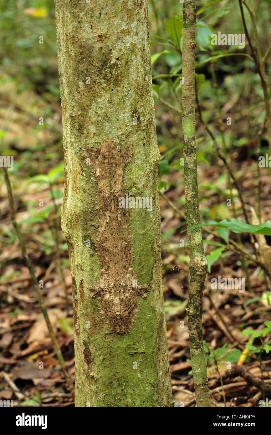 Feuilles moussus Uroplatus sikorae gecko à queue Montagne d'Ambre Madagascar National Park Banque D'Images