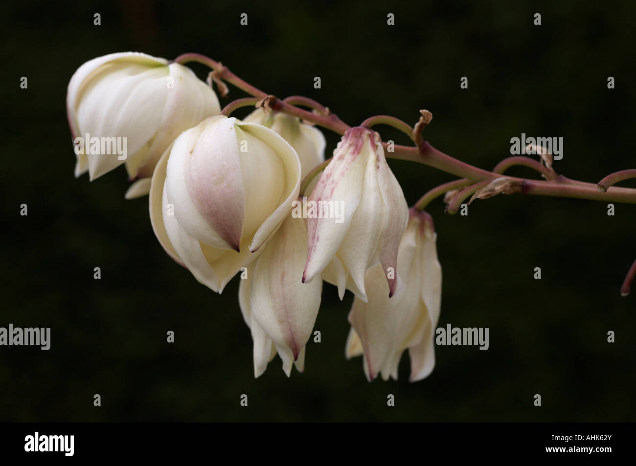 Yucca Gloriosa variegata Banque D'Images