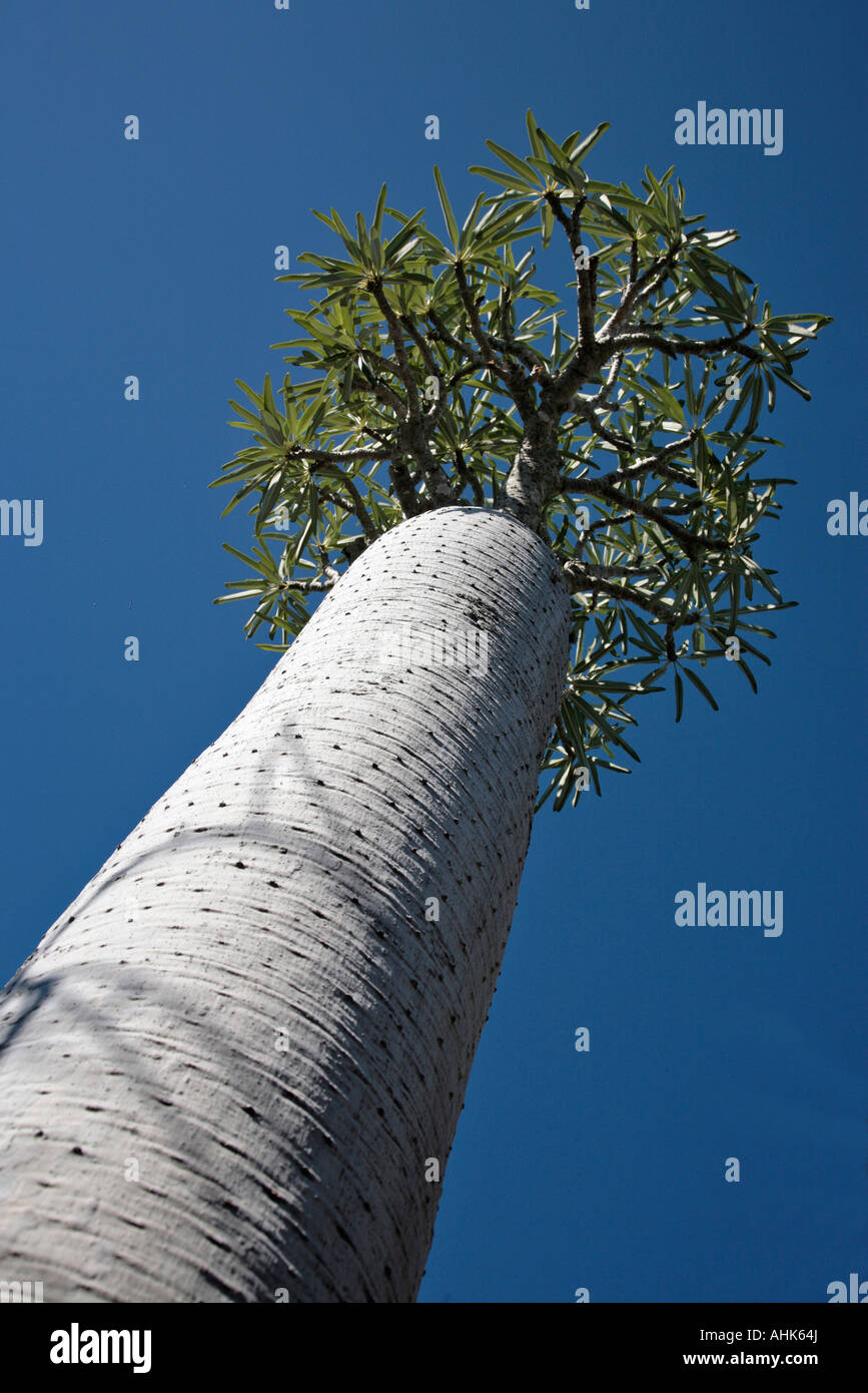 Baobab Adansonia rubrostipa Tulear Toleara le sud de Madagascar Banque D'Images