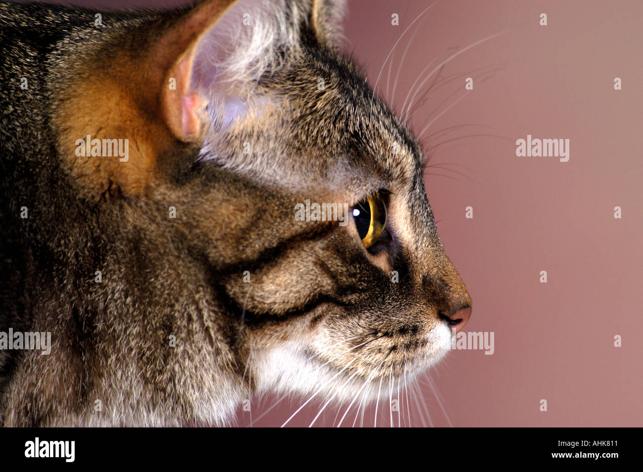 Profil De Chat Photo Stock Alamy