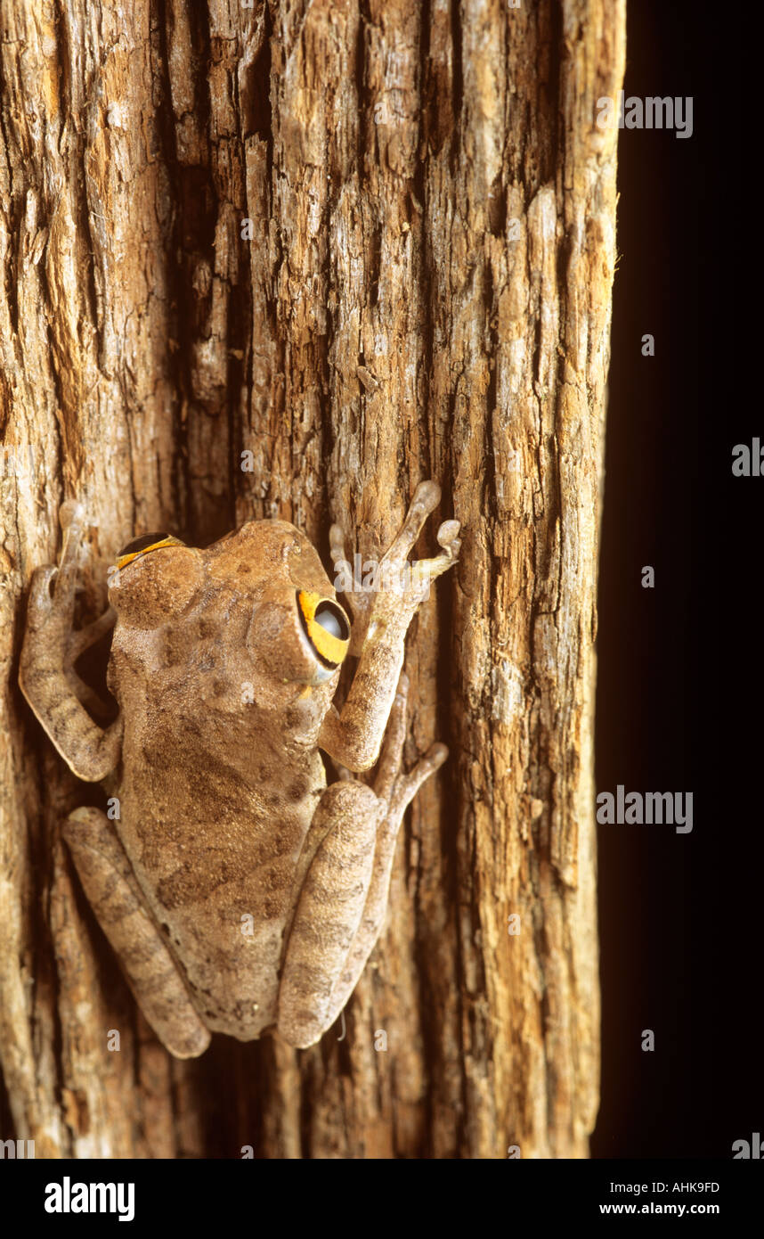 Tree Frog on tree Banque D'Images