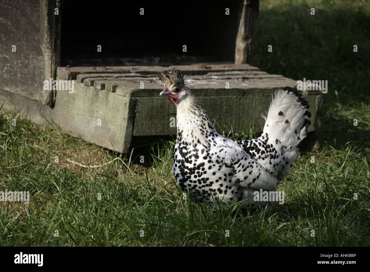 Appenzellerspitzhauben race de poule domestique Warwickshire Banque D'Images