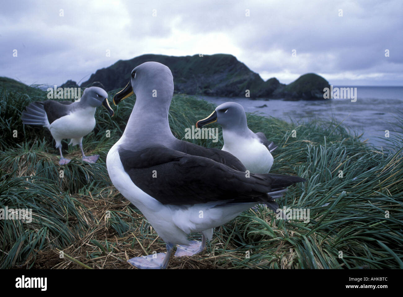 Grey headed albatross Banque de photographies et d'images à haute  résolution - Alamy