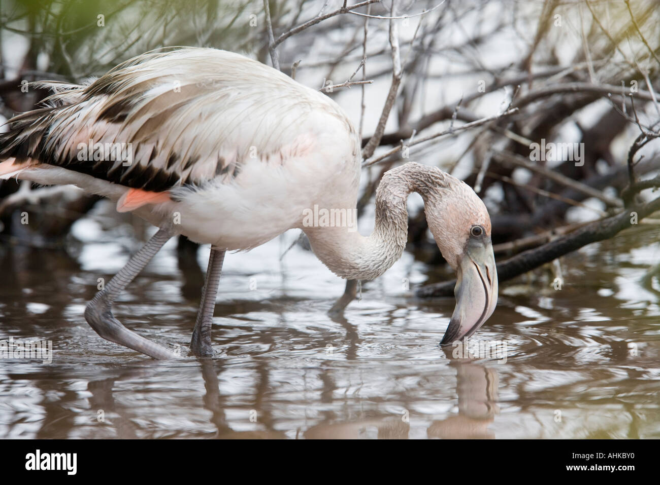 Îles Galapagos Equateur jeune flamant rose Phoenicopterus ruber nourrir ...