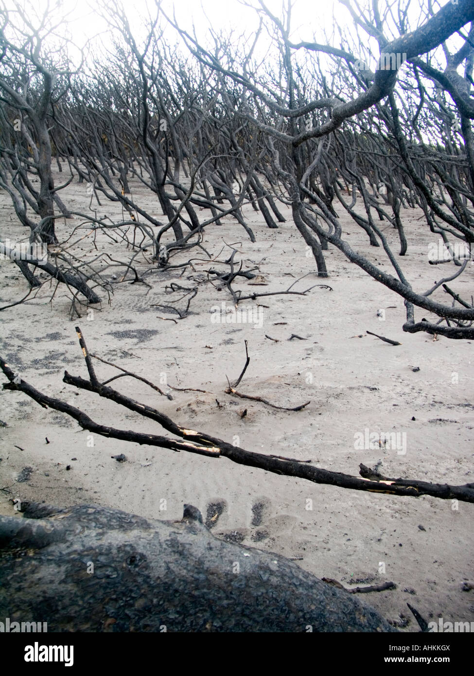 Tronc brûlé après l'incendie d'août 2007 dans le Gargano pouilles lesina marina Banque D'Images
