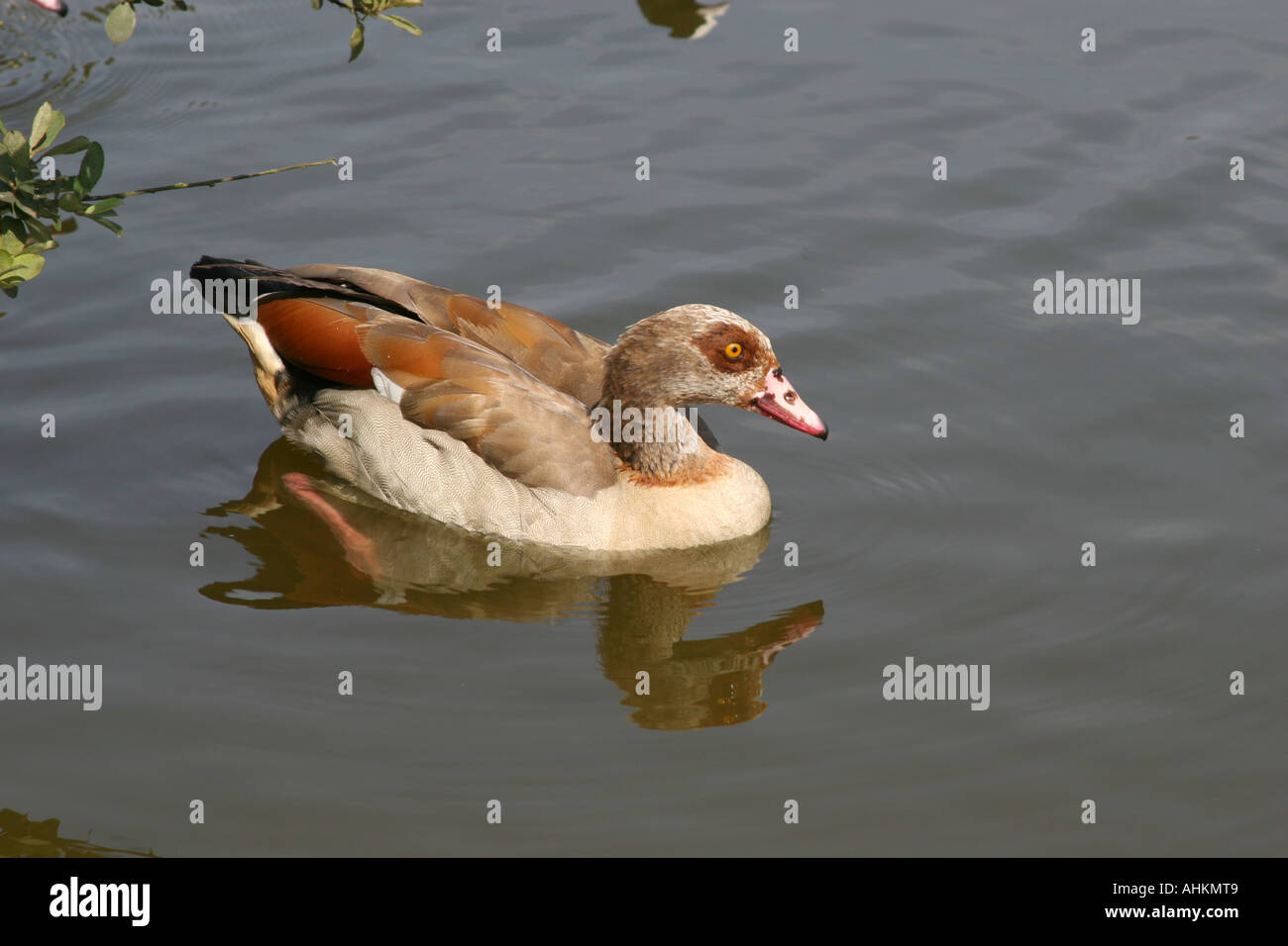 Egyptian goose, un genre de canard sur étang banque. Banque D'Images