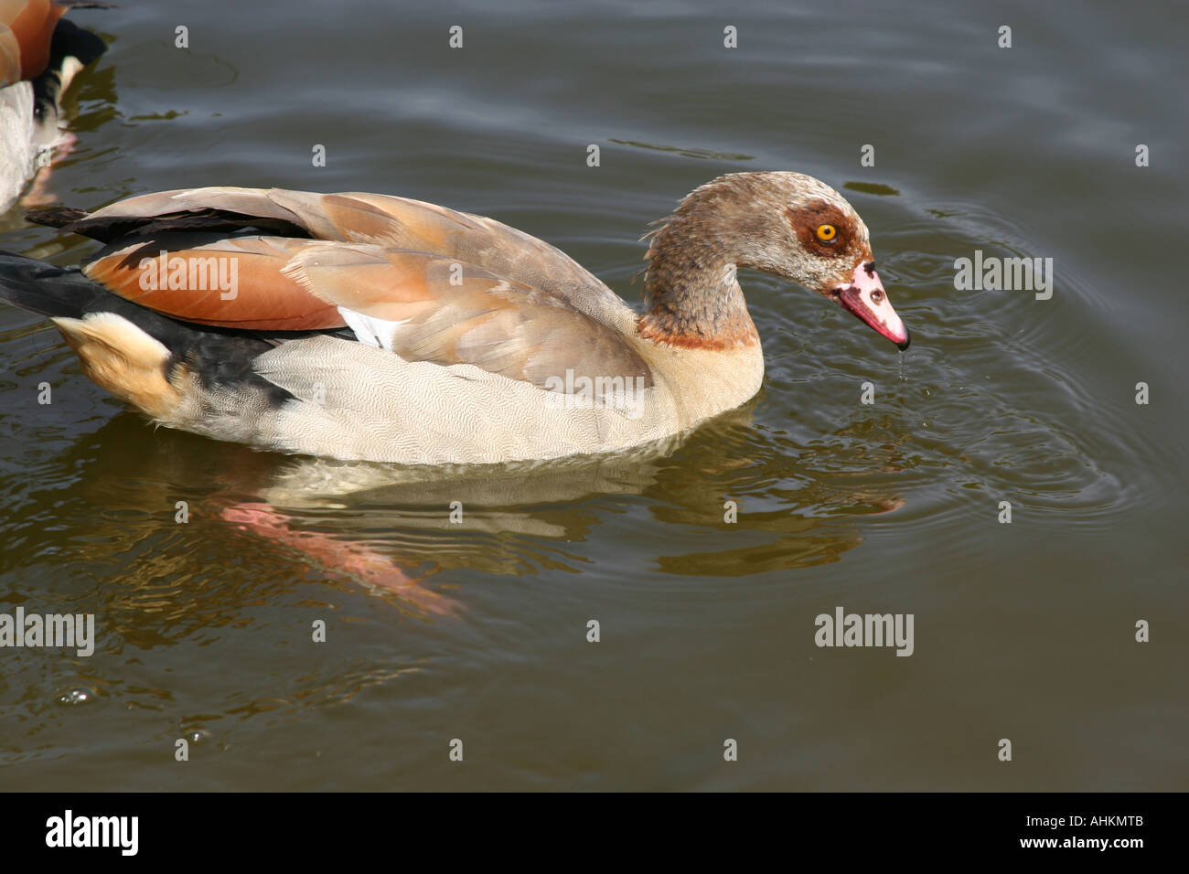 Egyptian goose, un type de piscine canard sur l'étang. Banque D'Images