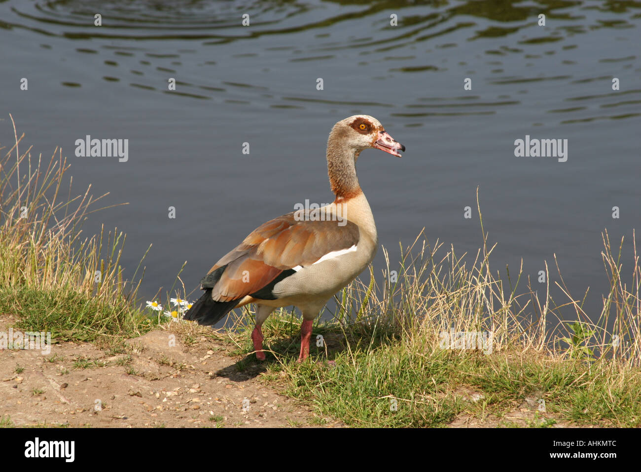 Egyptian goose, un type de piscine canard sur l'étang. Banque D'Images