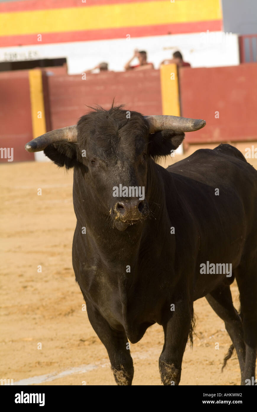 Toro Bravo, brave et Bull. Spécialement les jeunes taureaux de race, Toros Bravos, dans l'anneau à Malaga, Andalousie, Espagne Banque D'Images