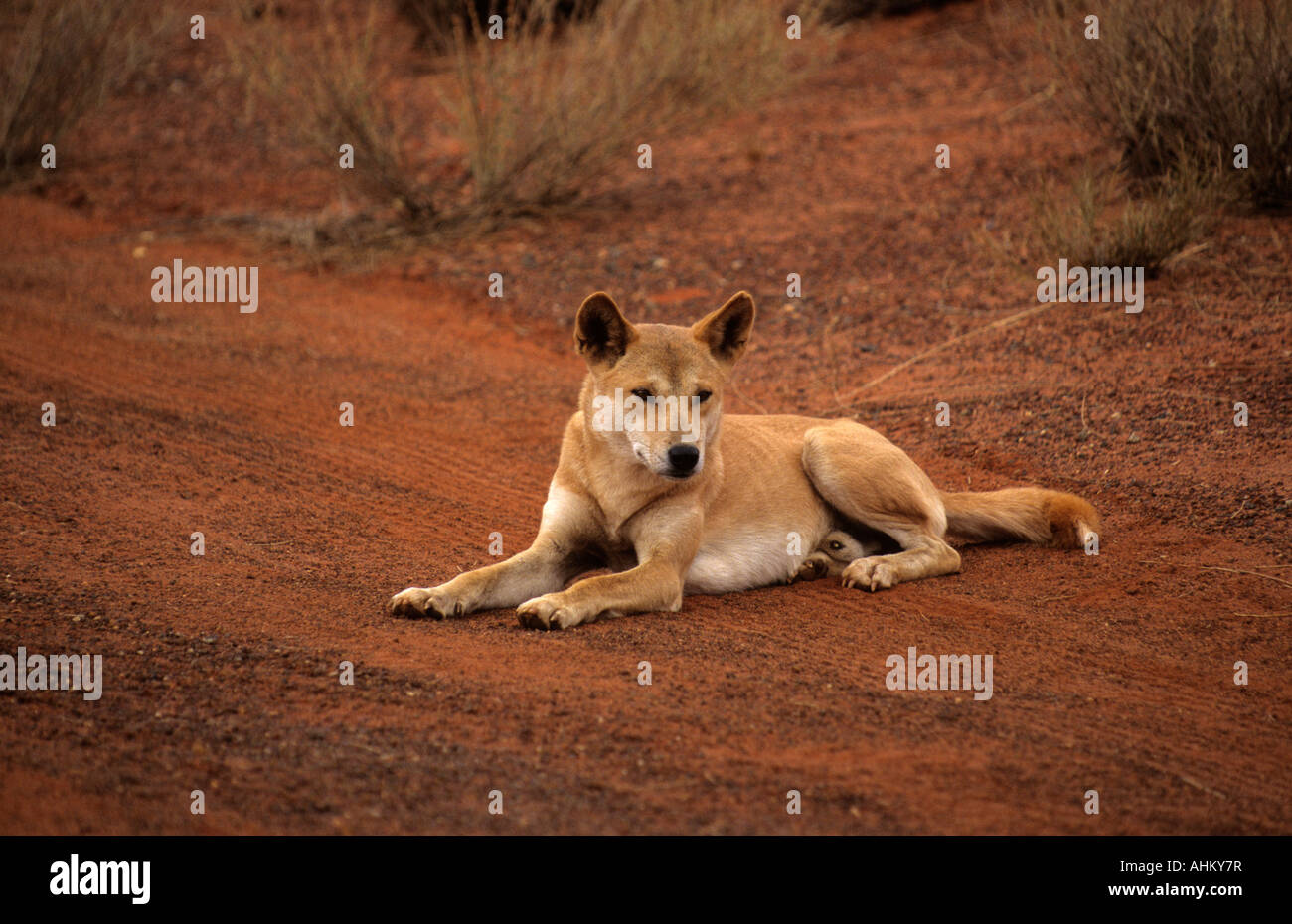 Dingo sitzend männlich Canis familiaris Nähe Ayers Rock dingo assis près de l'Ayers Rock Australie mâle Banque D'Images