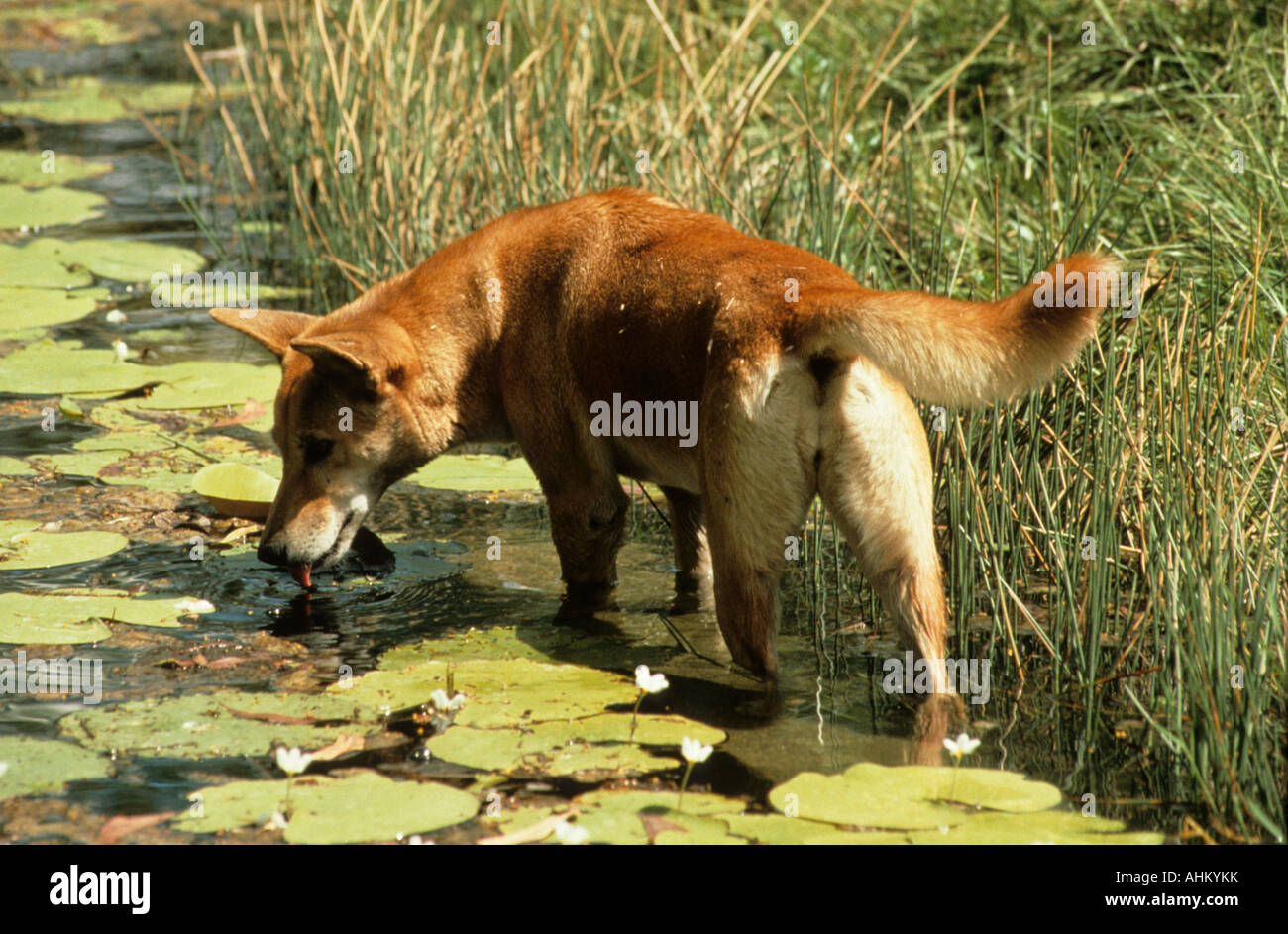 Dingo australischer Wildhund trinkt Wasser Canis familiaris dingo dingo boit de l'eau Banque D'Images