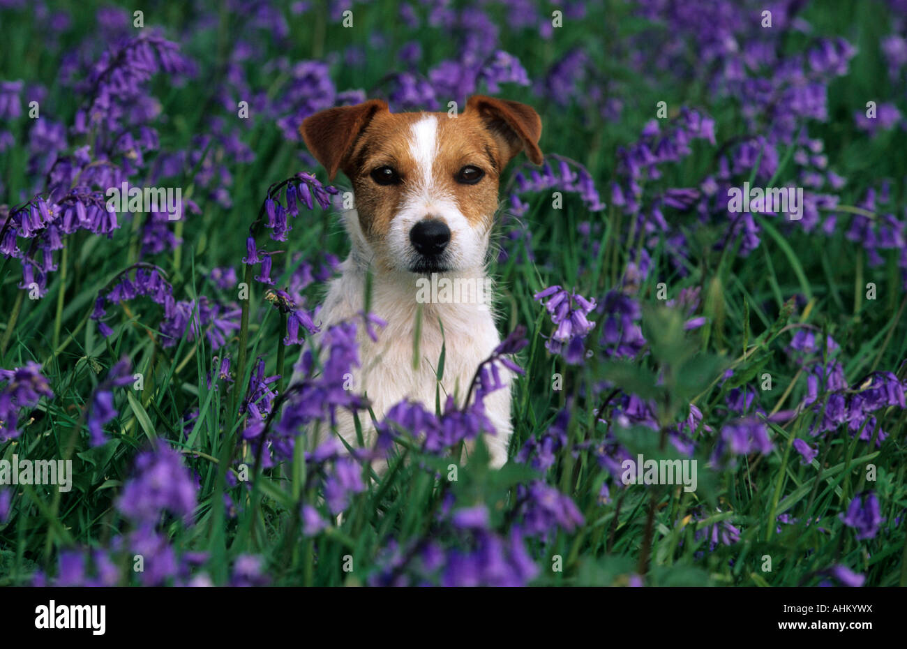 Jack Russel terrier sitzend auf violetter Blumenwiese Jack Russel terrier assis dans les prairies avec fleurs violettes Banque D'Images