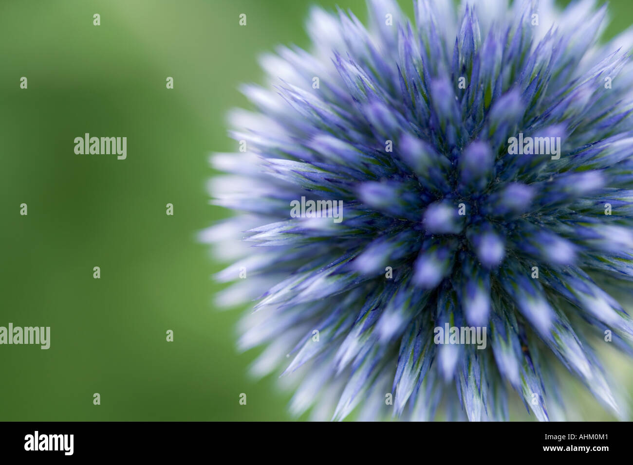 Blue globe thistle Banque D'Images