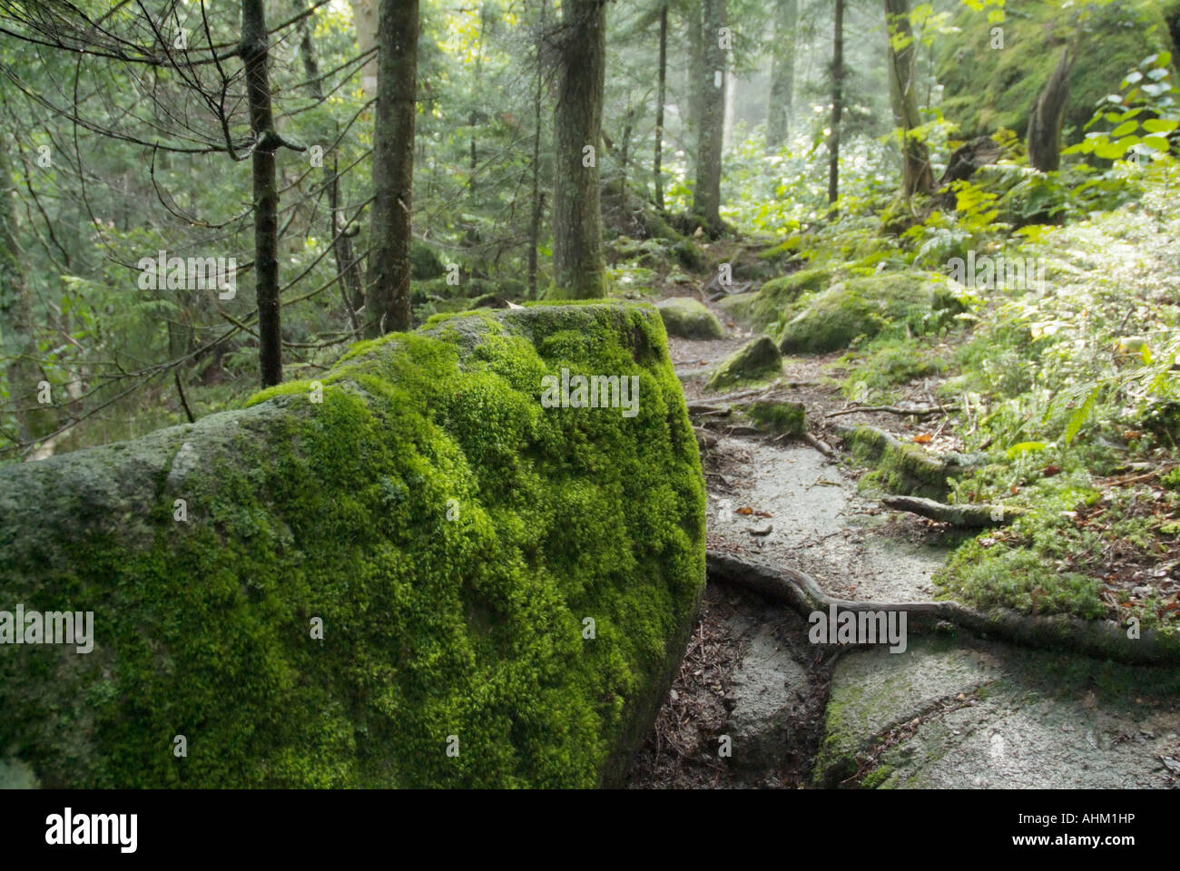 Sentier des Appalaches Moss couverts rock le Kinsman Ridge Trail situé dans les Montagnes Blanches du New Hampshire USA Banque D'Images