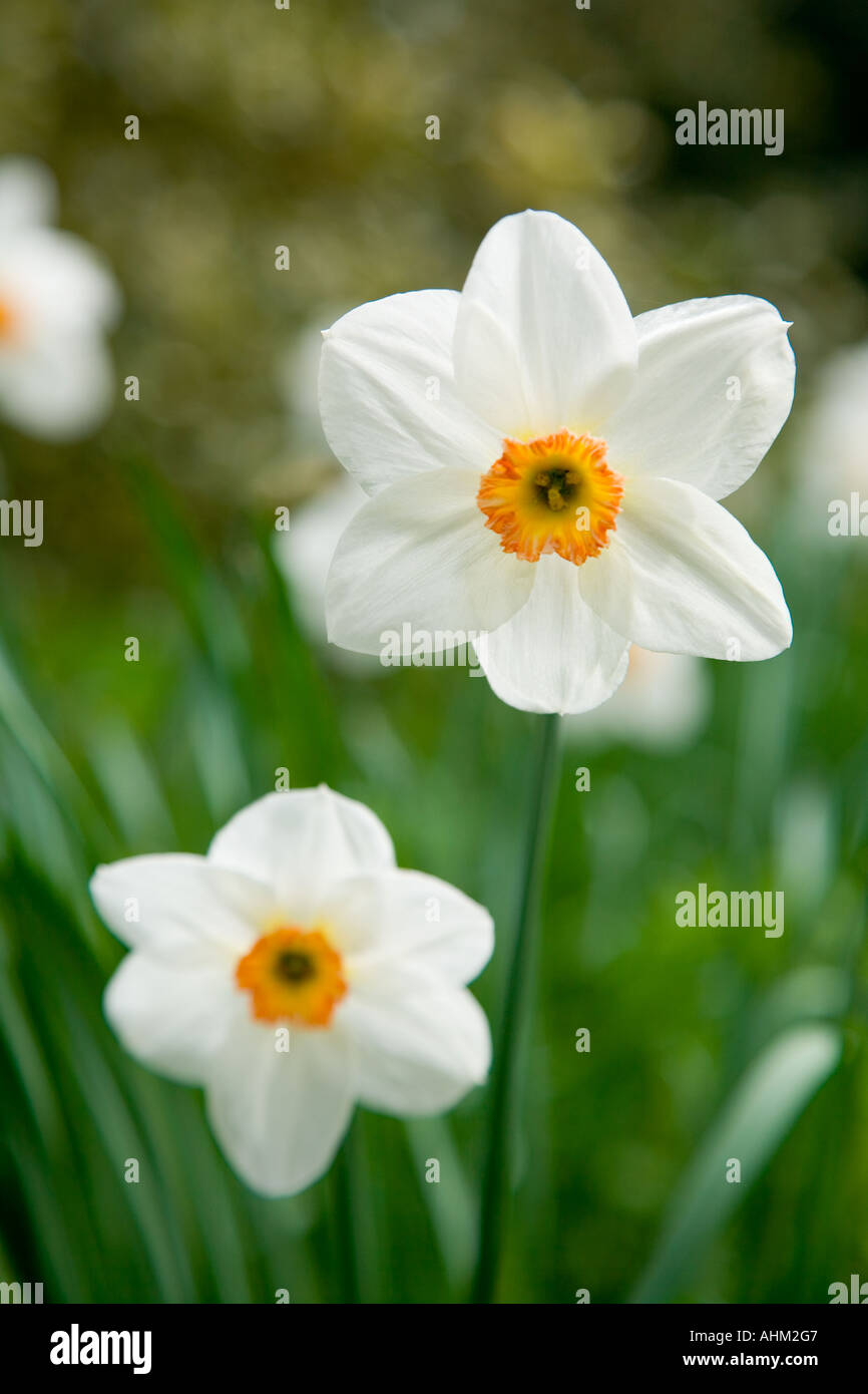 Jonquilles Banque D'Images