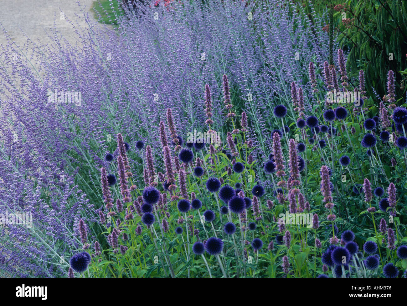 Nepeta Perovskia Pensthorpe Jardin Millenium Angleterre Norfolk Banque D'Images