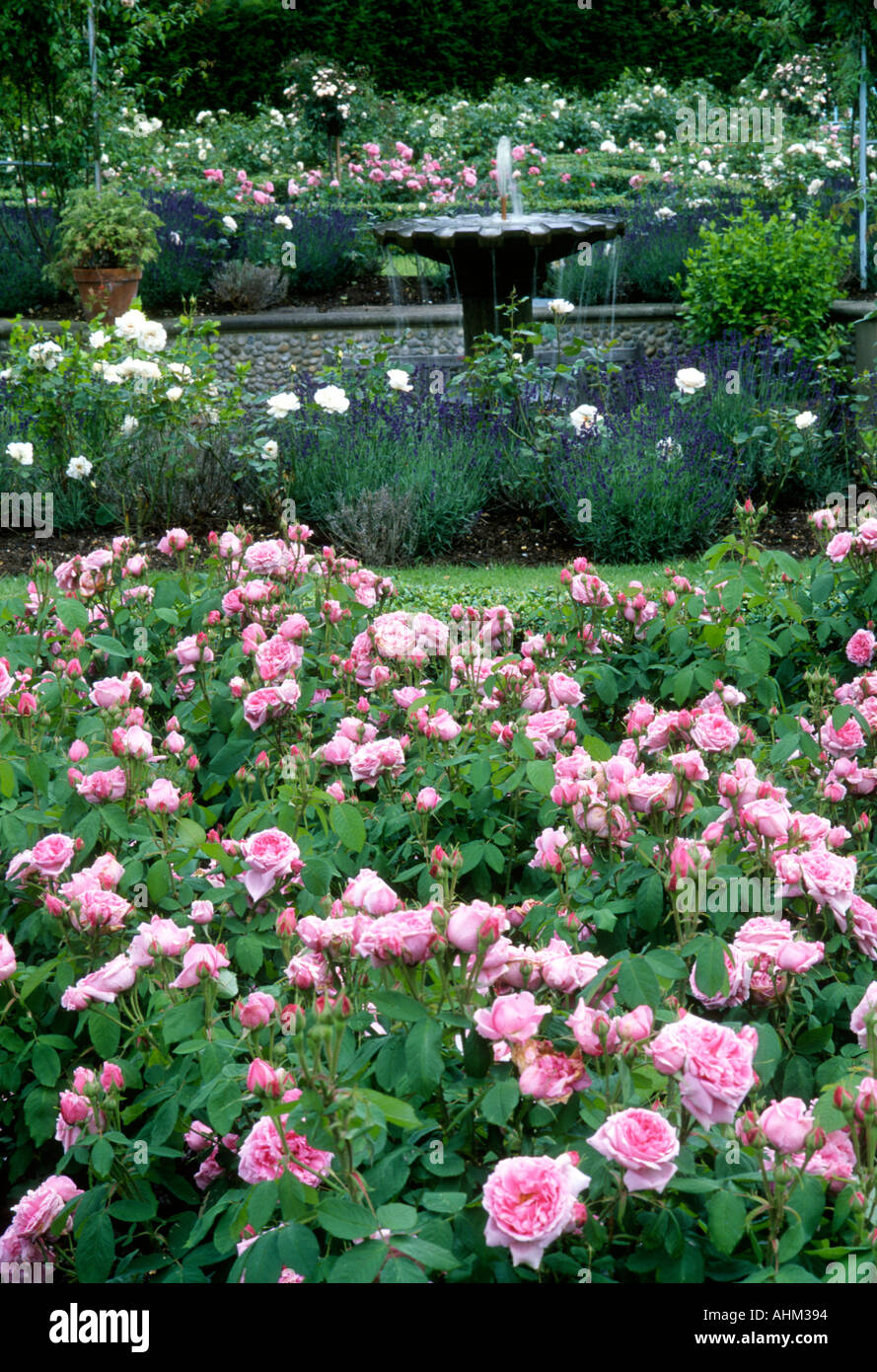 Houghton Hall Roseraie Norfolk England UK tourisme voyage fontaine plantes fleurs arbustes design East Anglia rose Banque D'Images