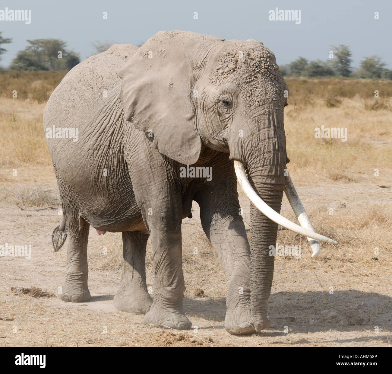 Avec l'éléphant femelle long croisé plus de défenses dans le Parc national Amboseli Kenya Afrique de l'Est Banque D'Images