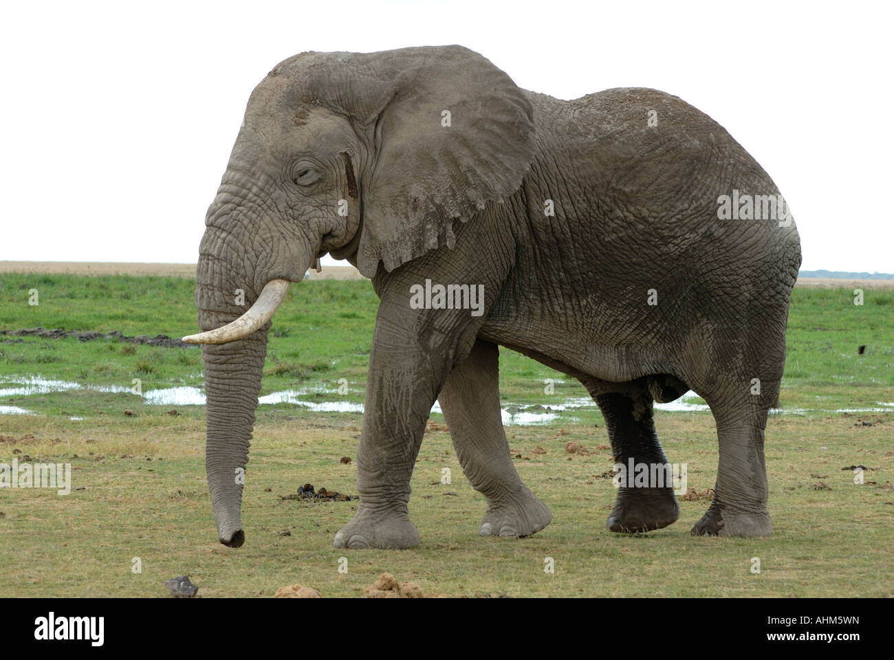 Un grand éléphant mâle mature dans doivent dans le Parc national Amboseli Kenya Afrique de l'Est Banque D'Images