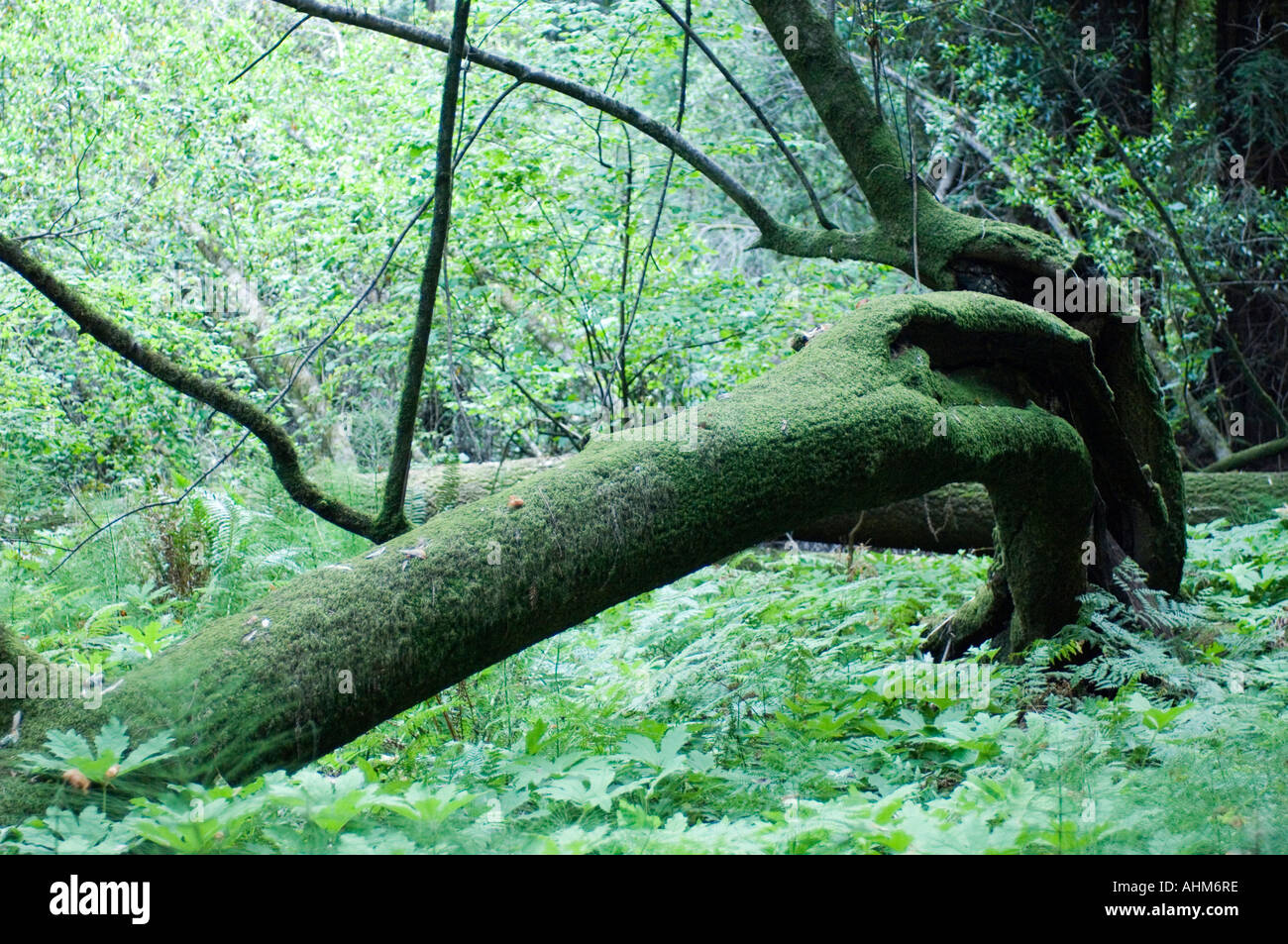 Avis de Muir Woods un parc national populaire en Californie USA bois rouge géant arbres sont protégés ici pour l'affichage Banque D'Images