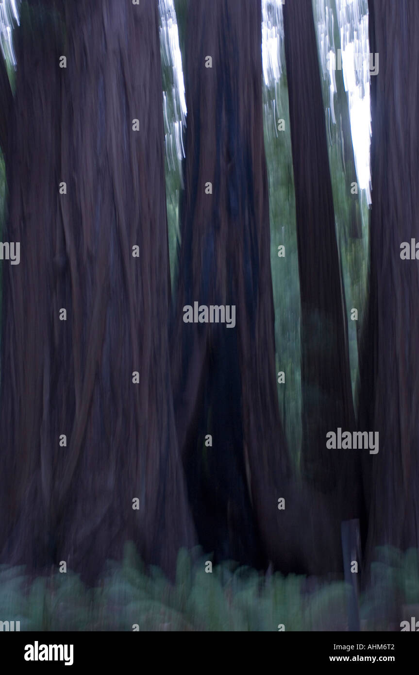 Avis de Muir Woods un parc national populaire en Californie USA bois rouge géant arbres sont protégés ici pour l'affichage Banque D'Images