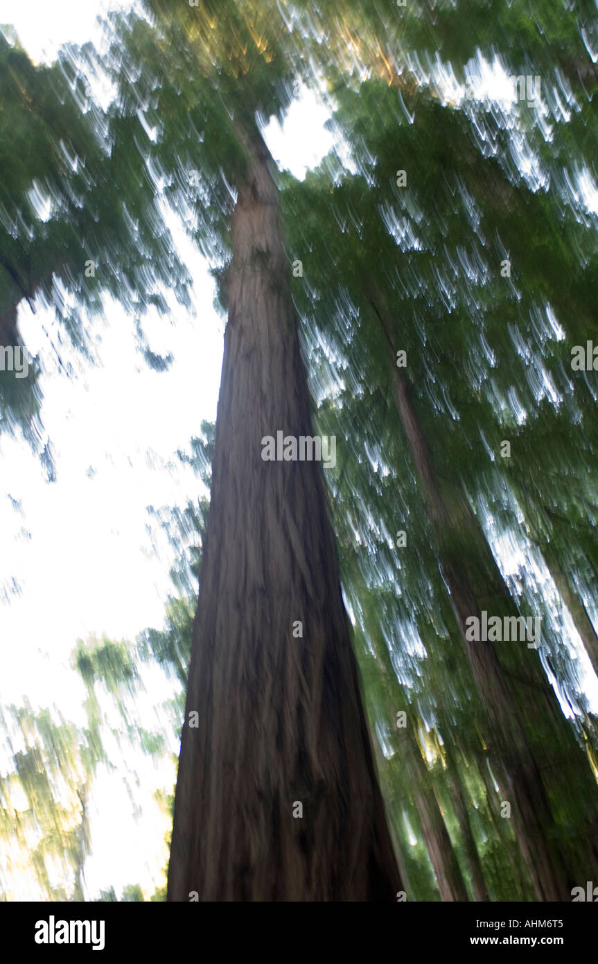 Avis de Muir Woods un parc national populaire en Californie USA bois rouge géant arbres sont protégés ici pour l'affichage Banque D'Images