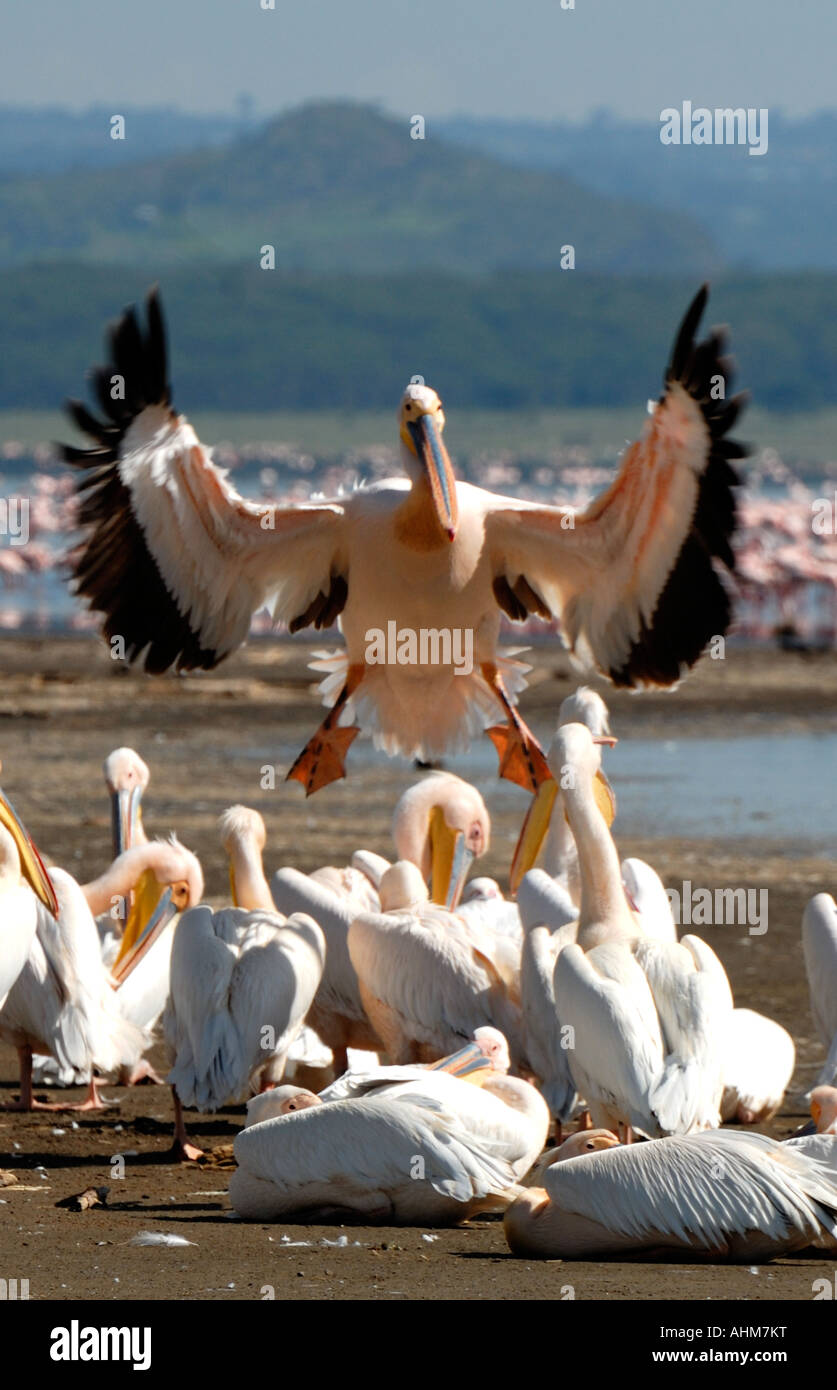 Le pélican blanc descendre parmi un groupe d'autres pélicans au lac Nakuru Parc national du lac Nakuru Kenya Afrique de l'Est Banque D'Images