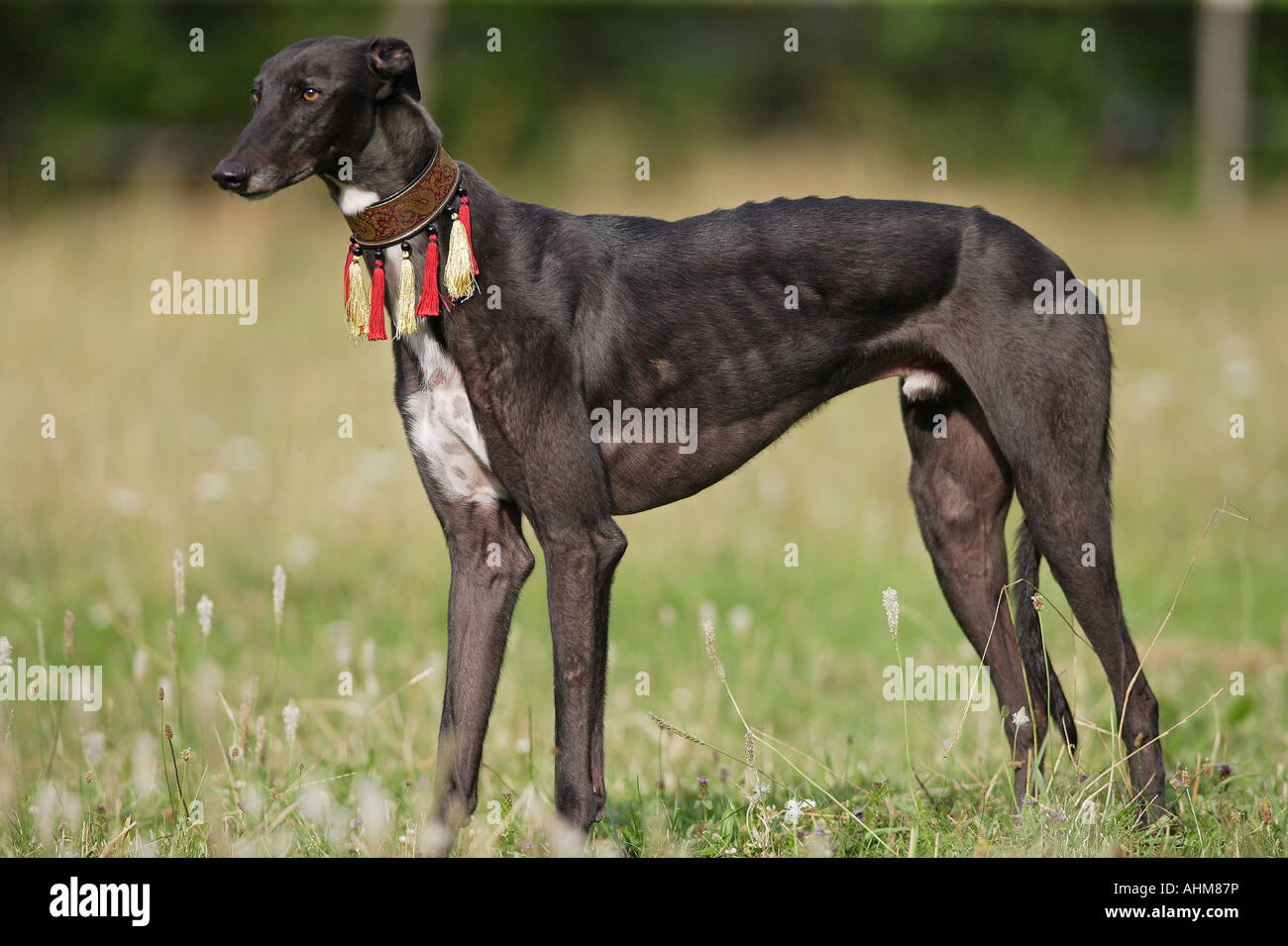 Greyhound - standing on meadow Banque D'Images
