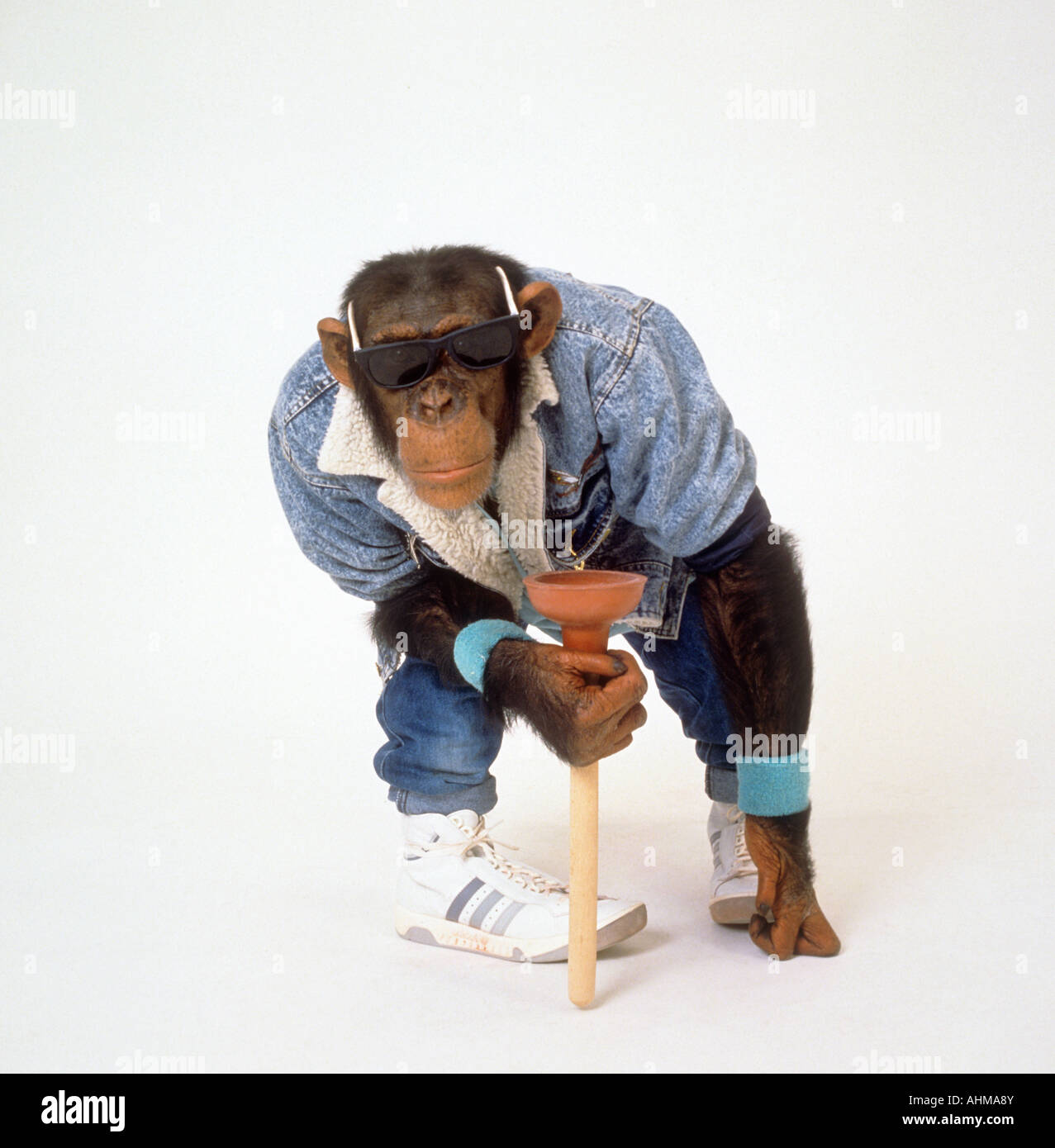 Chimpanzee monkey clothes Banque de photographies et d'images à haute  résolution - Alamy