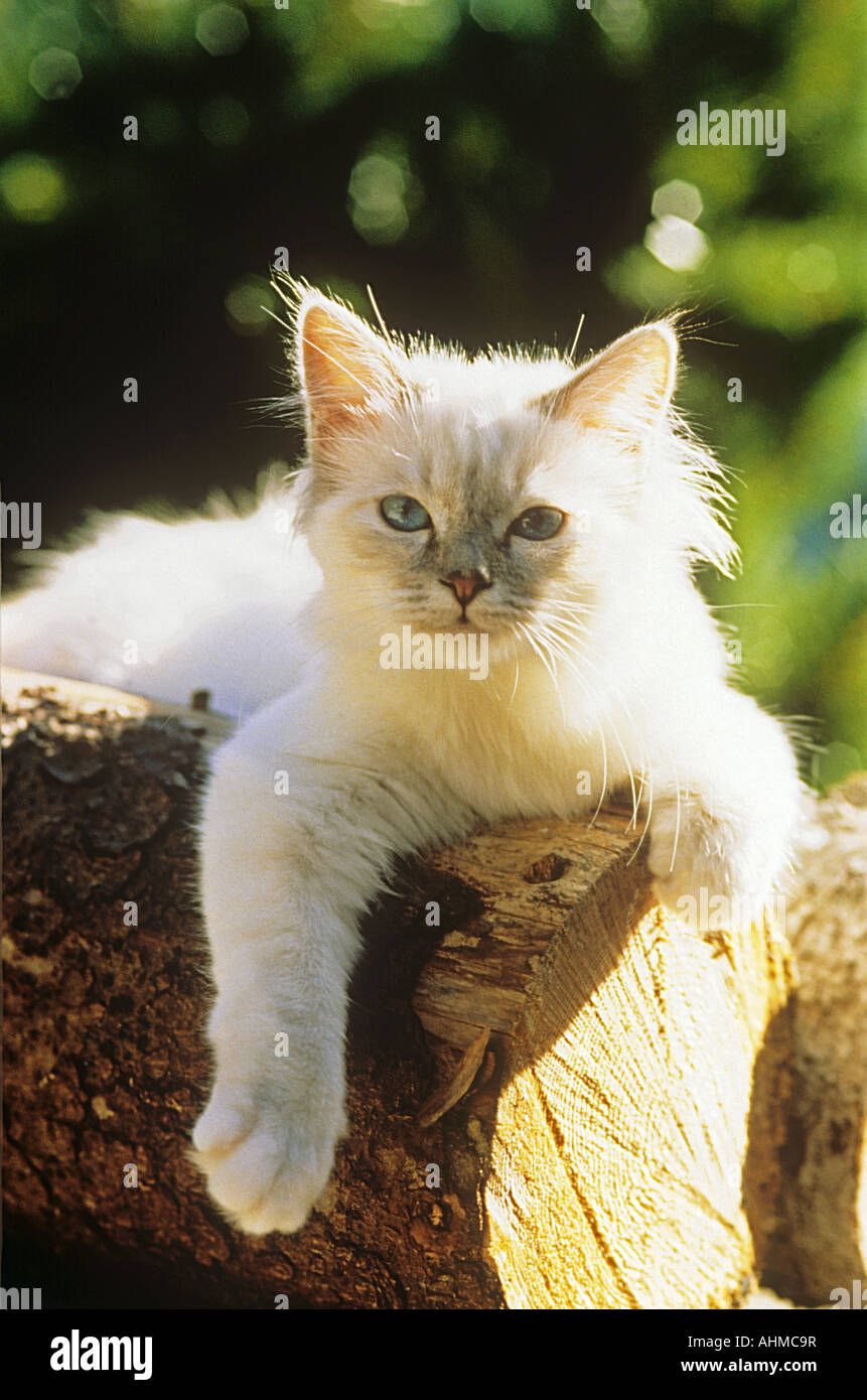 Chat Sacré de Birmanie - situé sur le tronc Banque D'Images