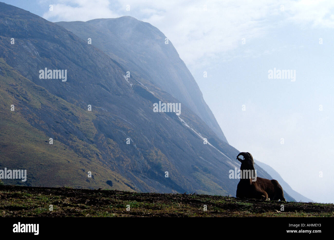 De NILGIRI TAHR ERAVIKULAM NATIONAL PARK MUNNAR KERALA Banque D'Images